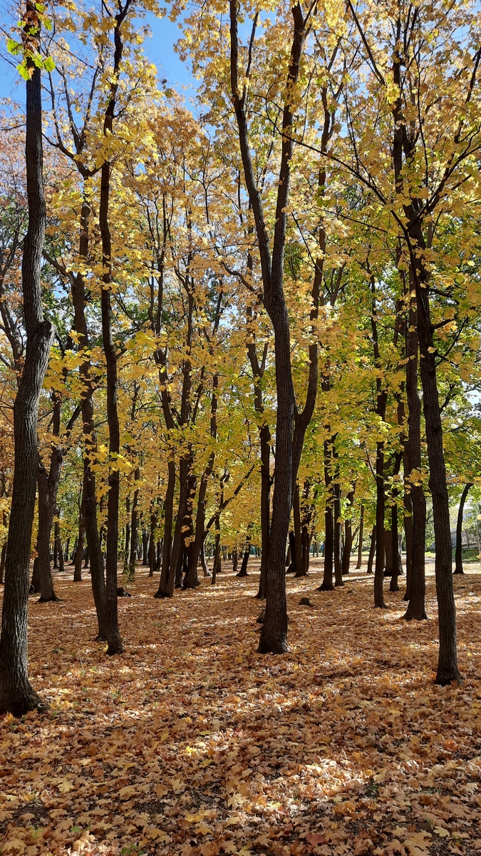 В парке много деревьев