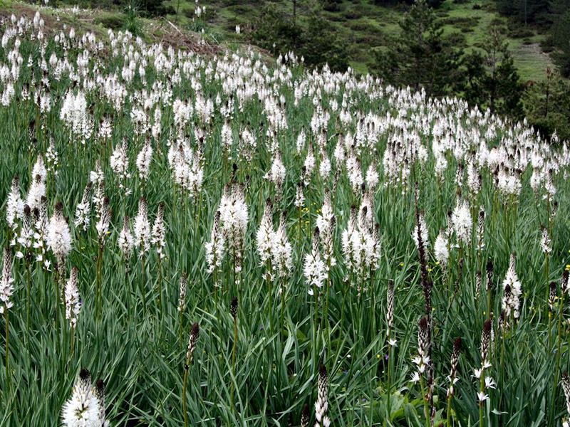 Асфодель в природе
