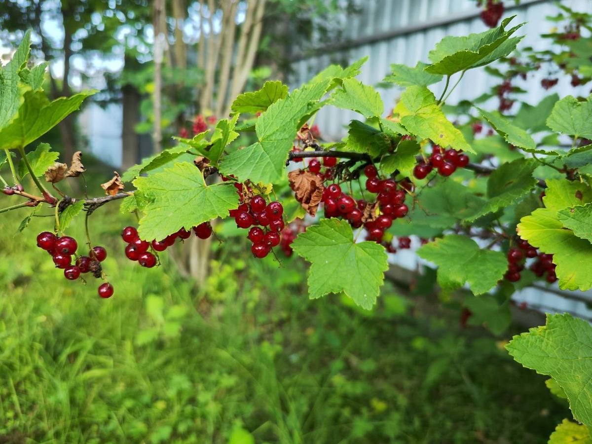    Высаживаю саженцы смородины с 1 по 20 октября — строго по правилам: приживается 100% — никогда не вымерзает