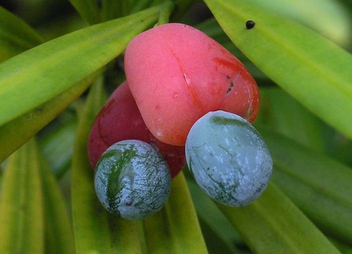 Ногоплодник: небольшой плод и мясистая мармеладная плодоножка!