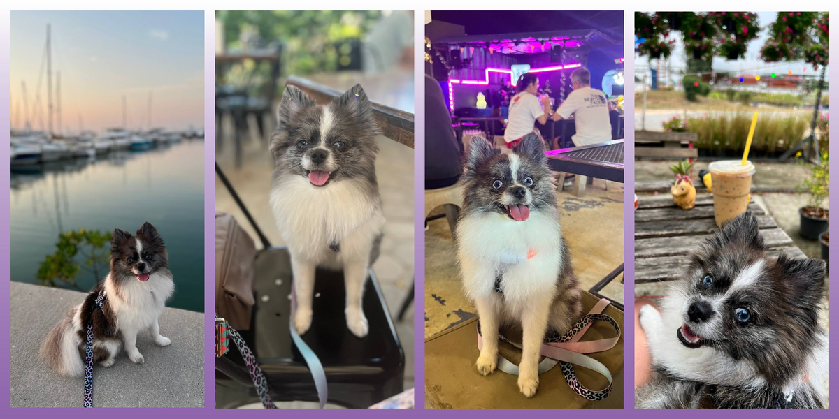 Мышка в Таиланде