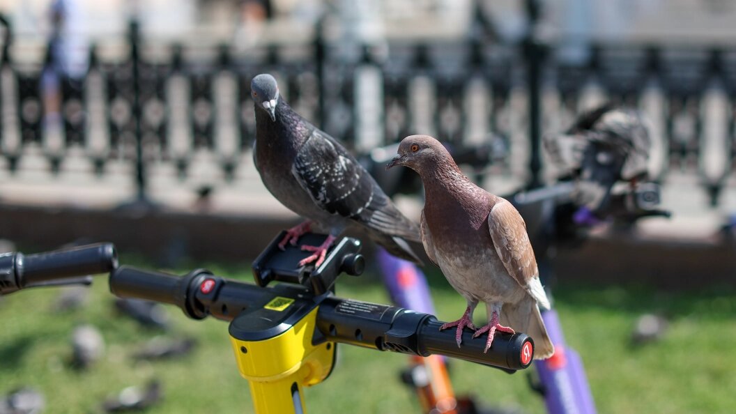    Belkin Alexey/Globallookpress