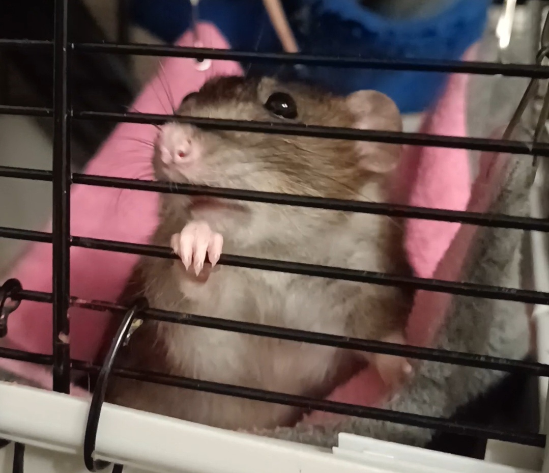 Стоит только позвать и мы уже у прутьев клетки))