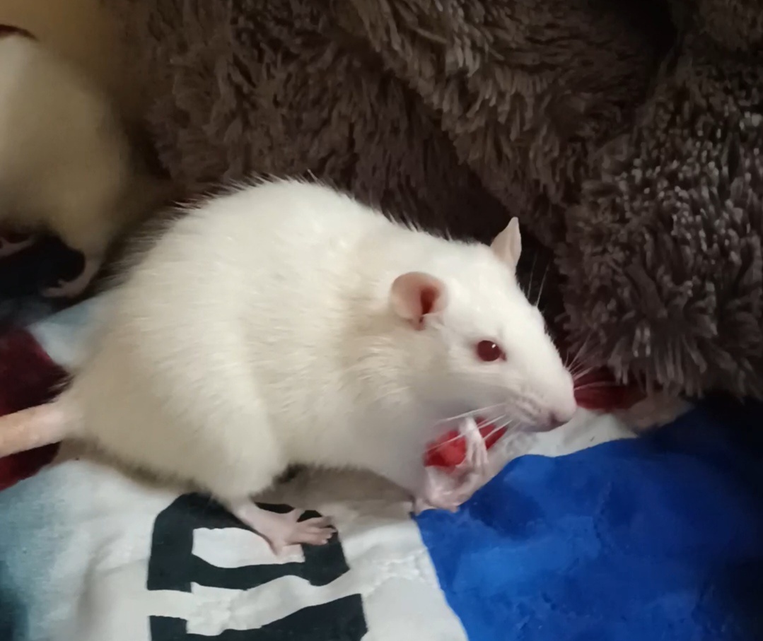 Настоящий грызун )) Рокси 