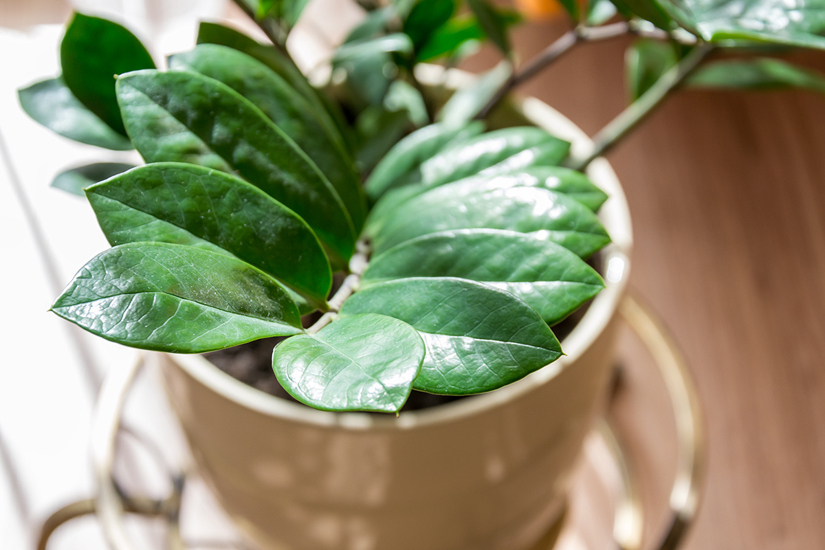 Замиокулькас