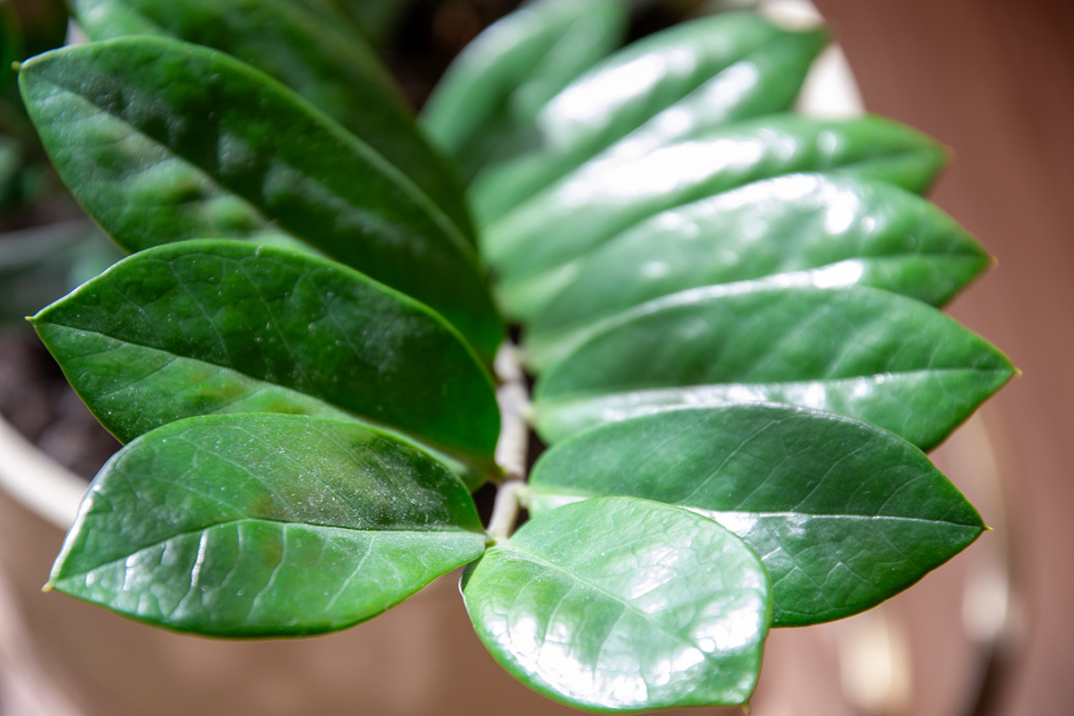 Замиокулькас