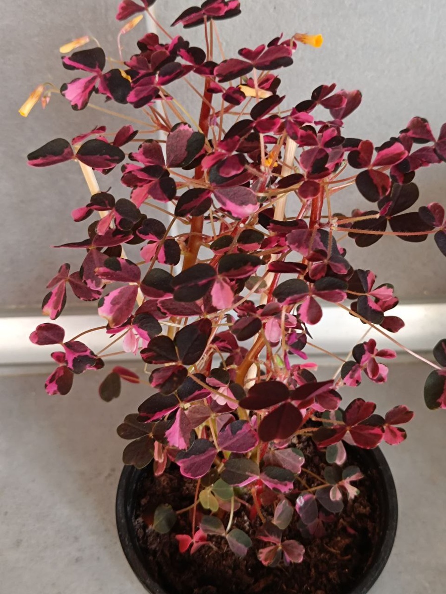 Кислица вулканическая 'Crazy plam'