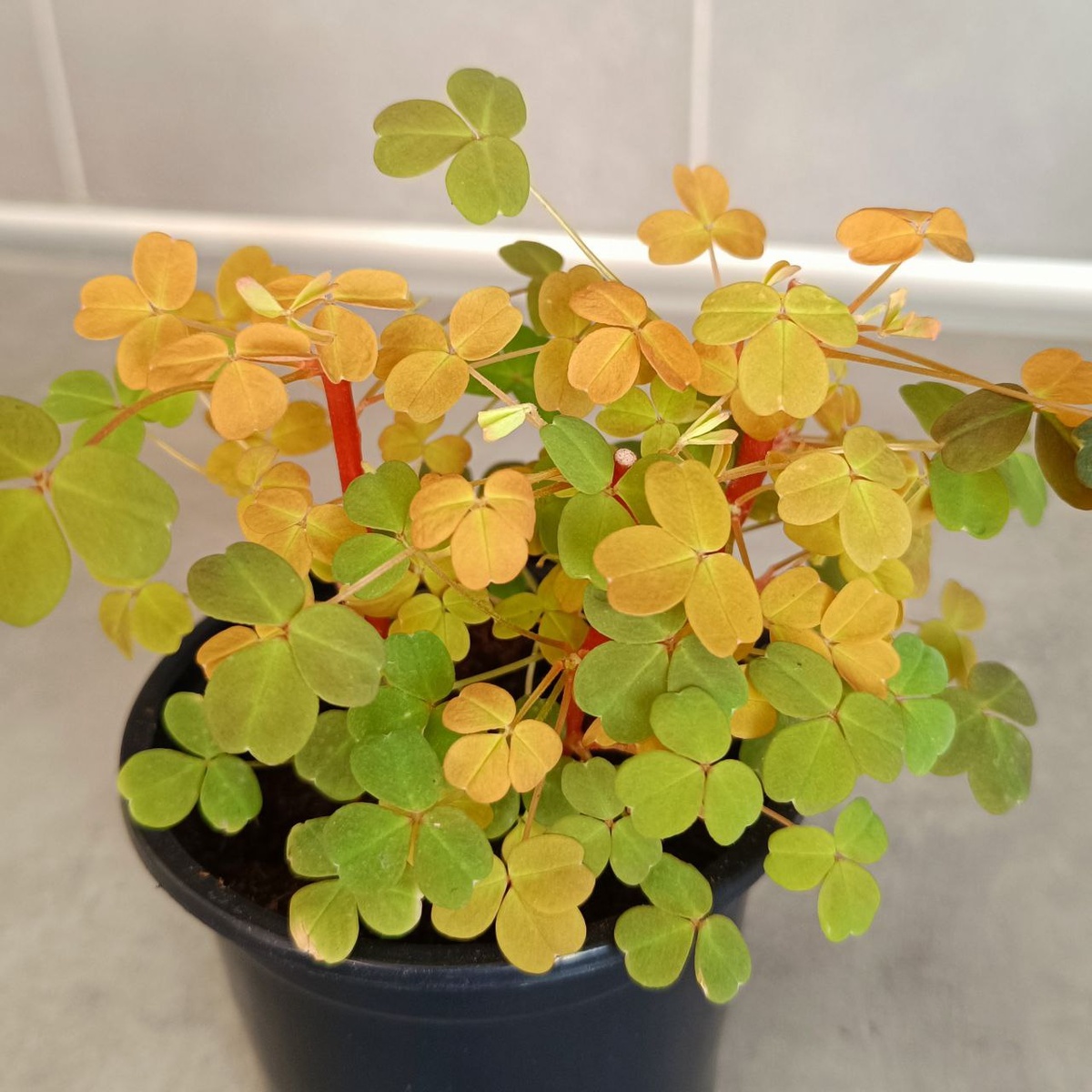 Кислица вулканическая 'Molten Lava' 