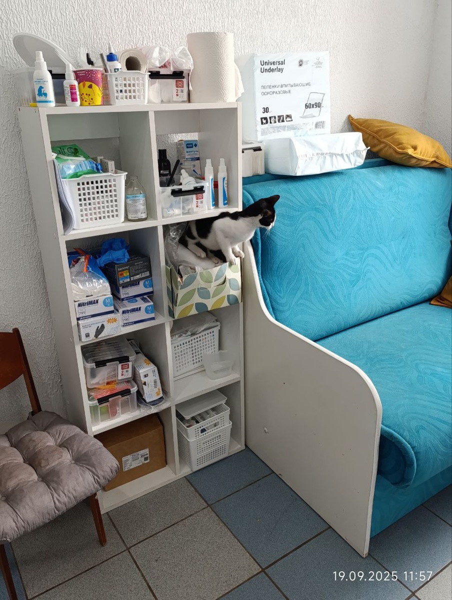 Мы не сдаемся - Томас за старшего ветеринара 😅