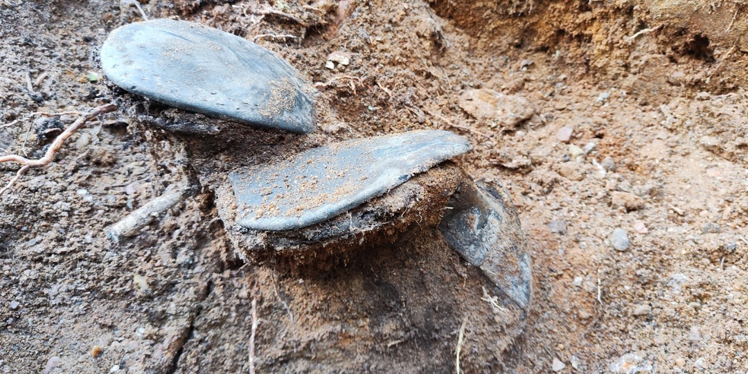 Выборг: шестеро на вырубке