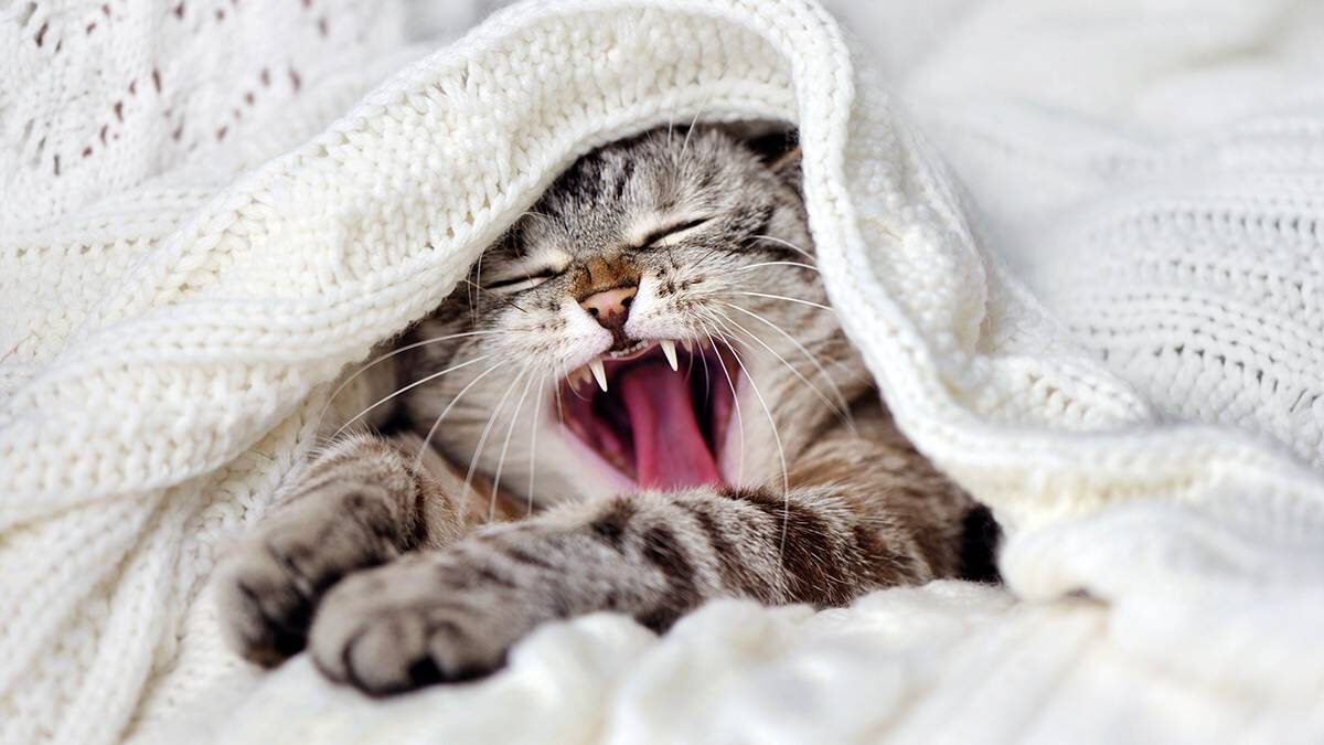    Фото: Shutterstock