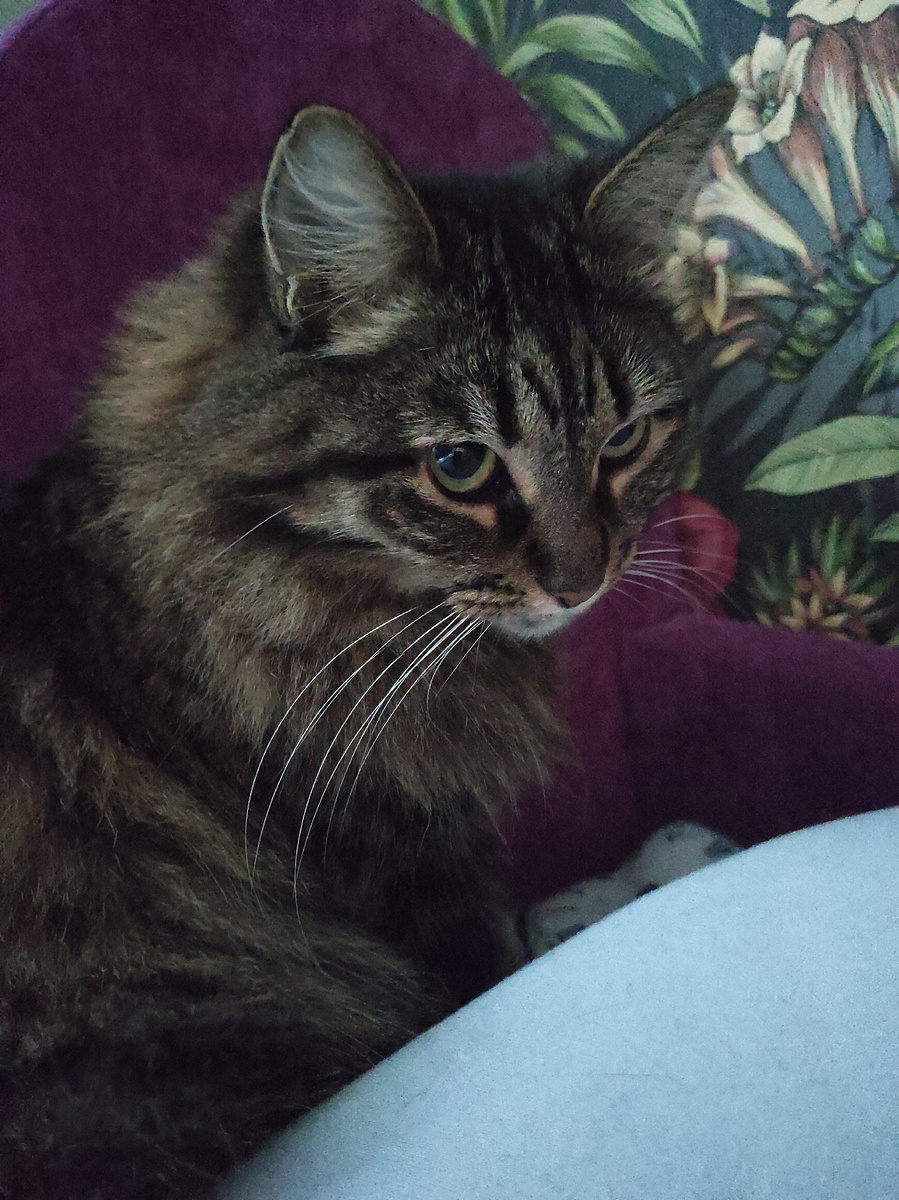 Опять ругается, чего не так то, сам он упал, я вообще на цыпочках шла