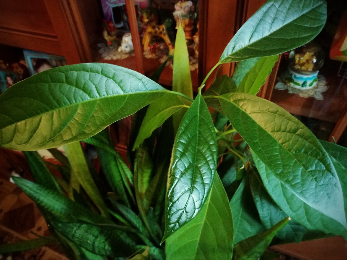 Авокадо, фото 2021 - 2022 гг © Copyright: Ориби Каммпирр