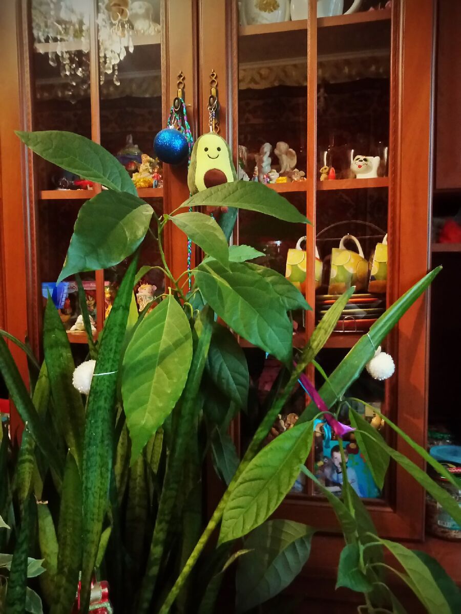 мой маленький авокадовый лес! Авокадо, фото 2021 - 2022 гг © Copyright: Ориби Каммпирр