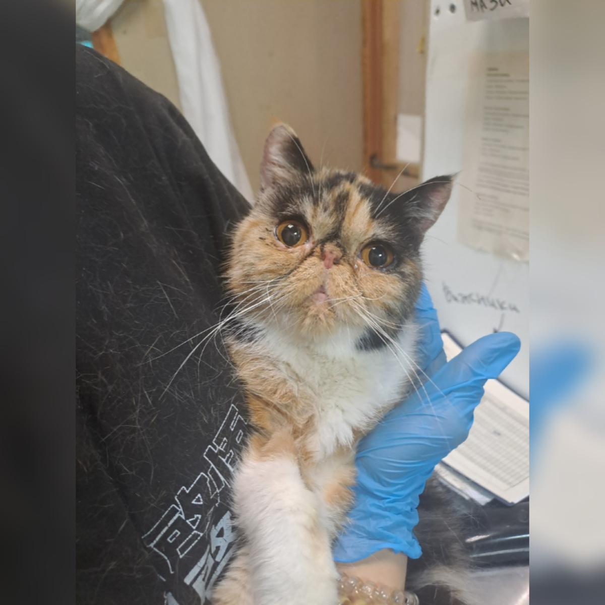 Антиква домашняя кошечка. Отдали в связи с переездом хозяйки. Кошечку забрал домой куратор.