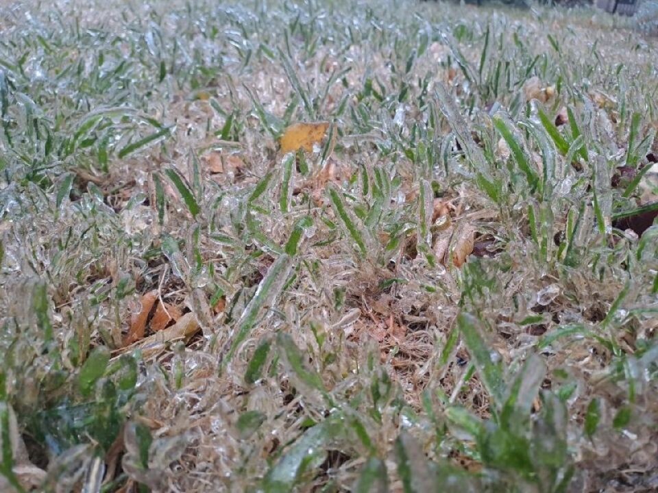    Заморозки в Барнауле. Источник: "Толк"