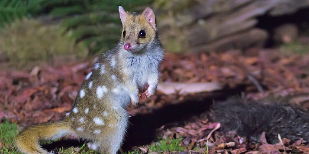 Крапчатая сумчатая куница — звёздная тень Тасмании