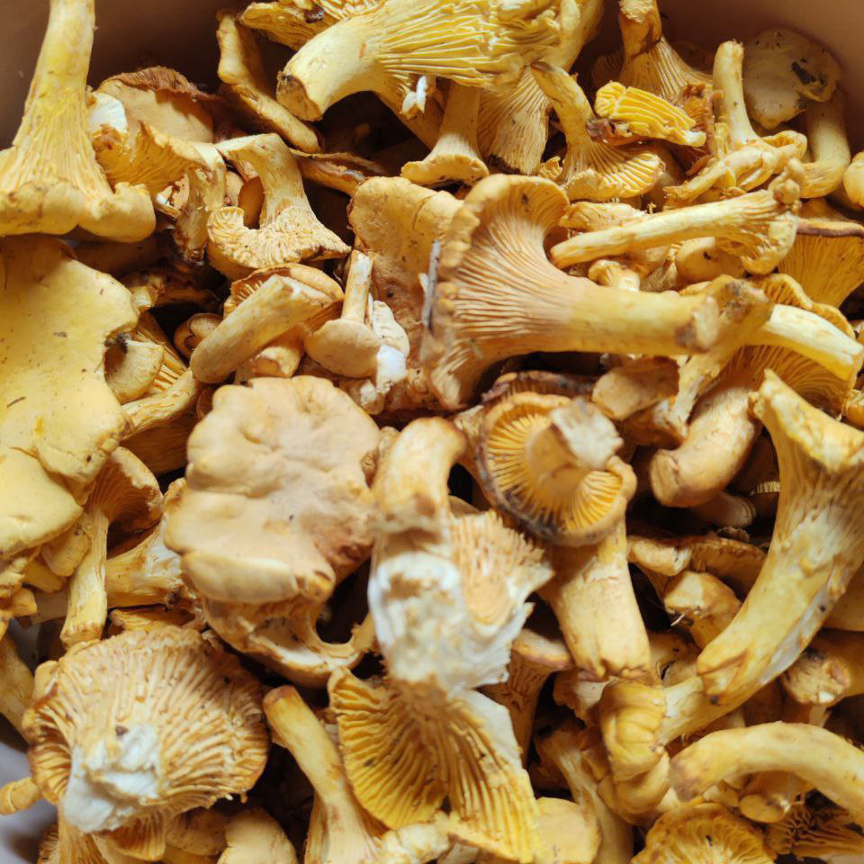 Грибы лисичка не чищенные