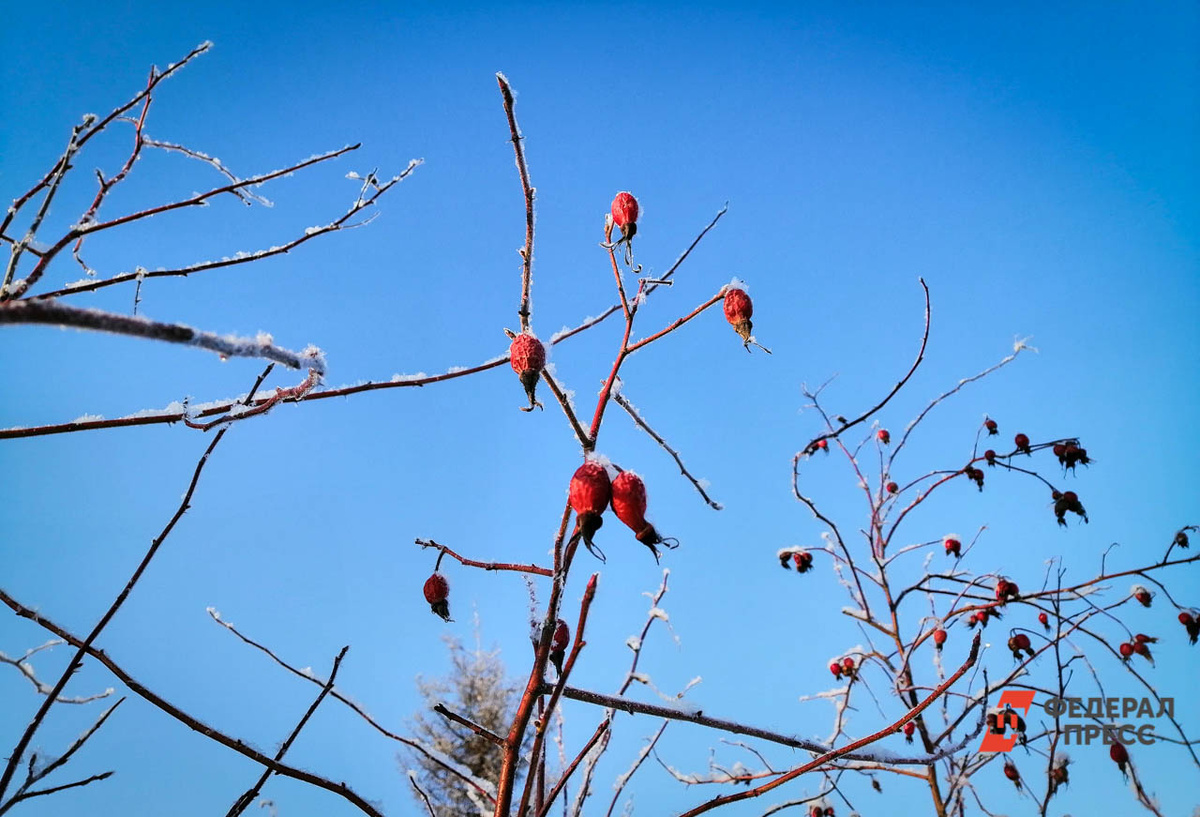 Синоптики предупредили о новых волнах холода в Приморье.  Фото: Фото: ФедералПресс / Елена Майорова