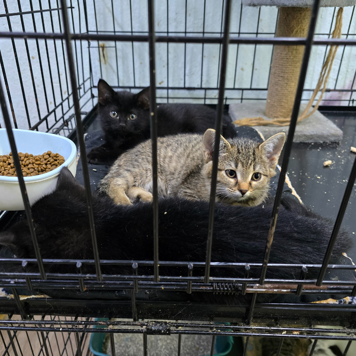 котята в клетке - детство