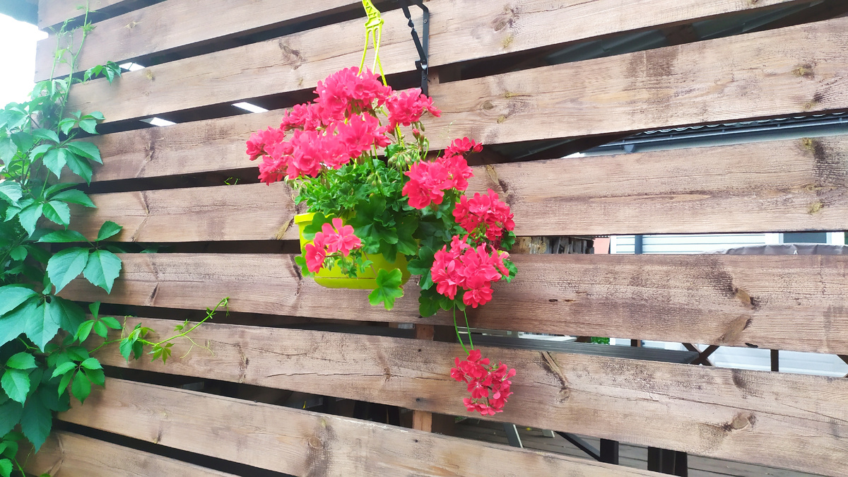 Вот какие красавицы были