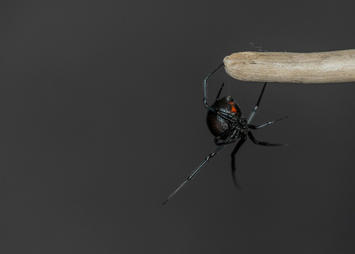 Самки пауков Latrodectus hesperus используют запах, чтобы привлечь партнеров, фото:Jackie Best via Unsplash