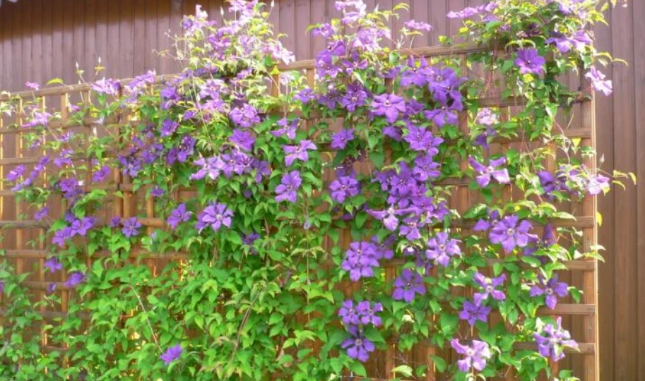 Как посадить и вырастить очаровательный клематис в Подмосковье: советы опытного цветовода