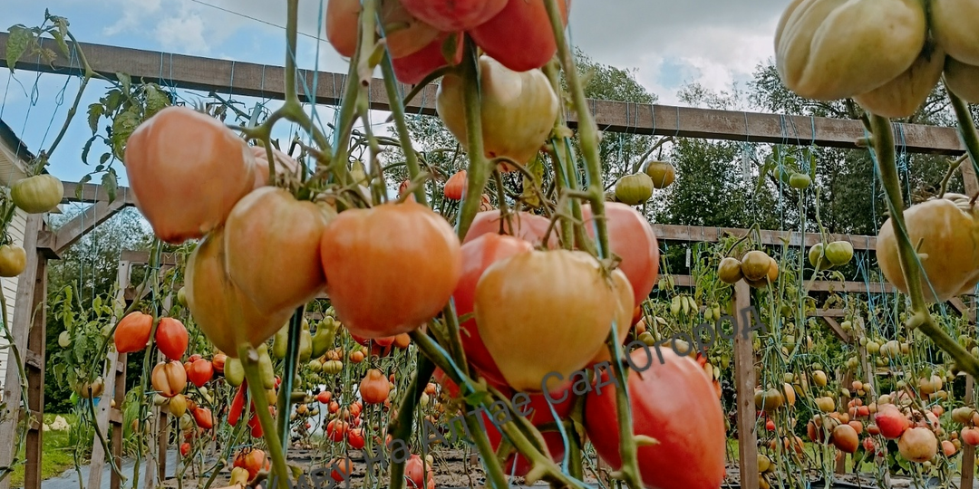 Сорта томатов из каталога на сезон 2026