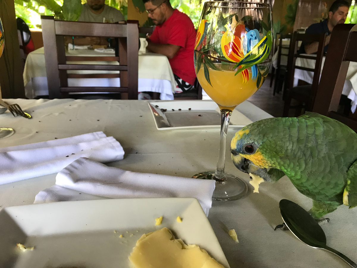 Попугайчик съест даже ваш сыр и глазом не моргнет)