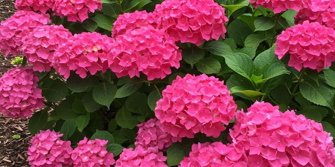 Монокалийфосфат для гортензий осенью: точечная магия без перегибов