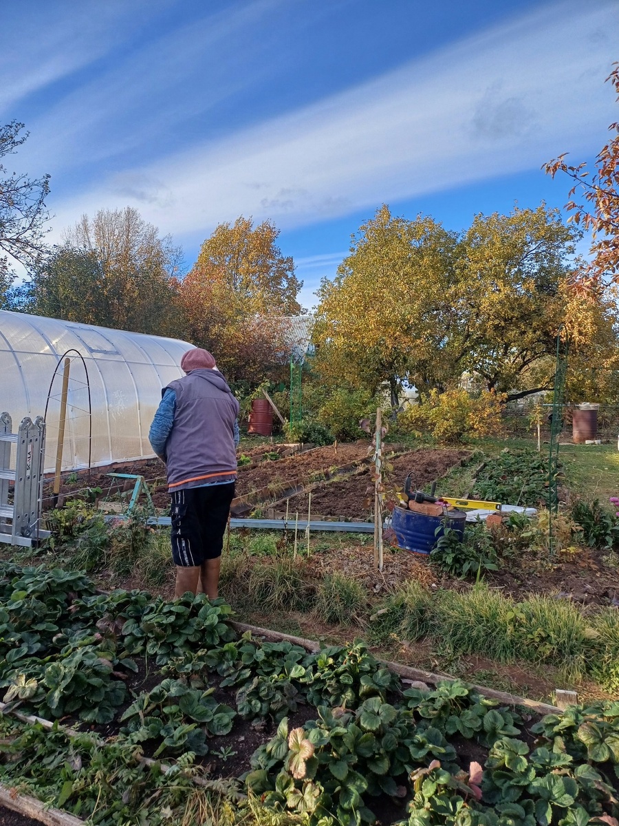    Толпа китайцев стояла у бабушкиного огорода и требовала продать им сорняк: "русское чудо", которое в России мало кому нужно