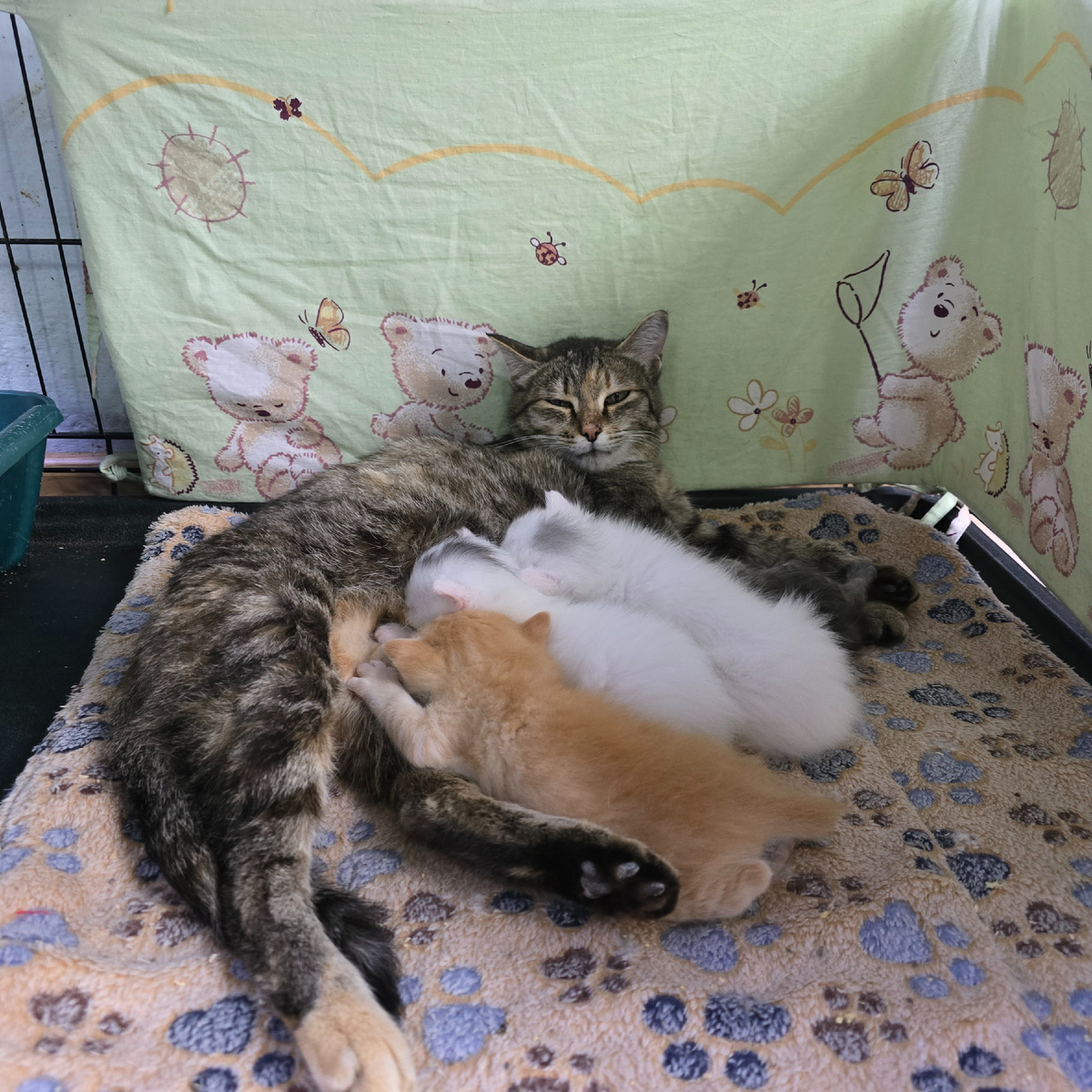 Материнская нежность среди детского одеяла