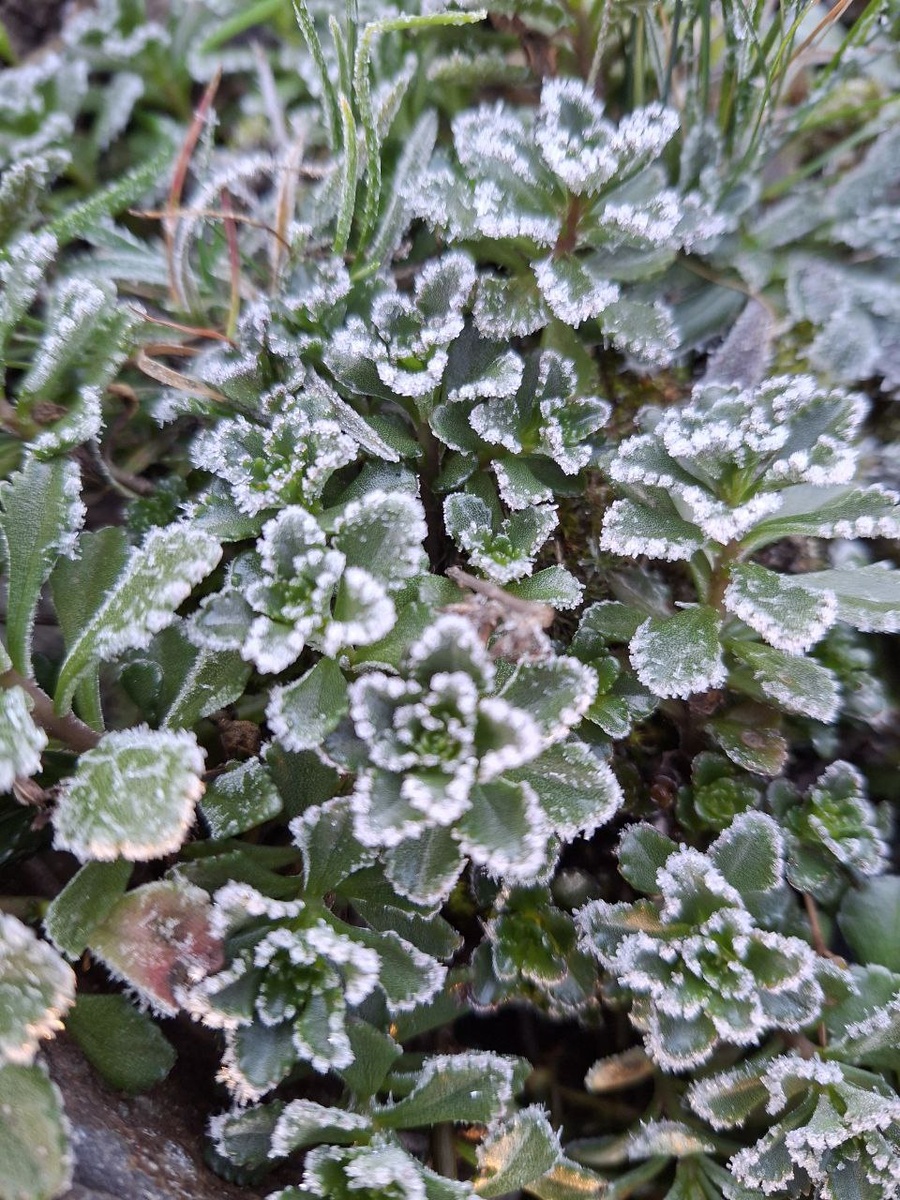 Суккуленты