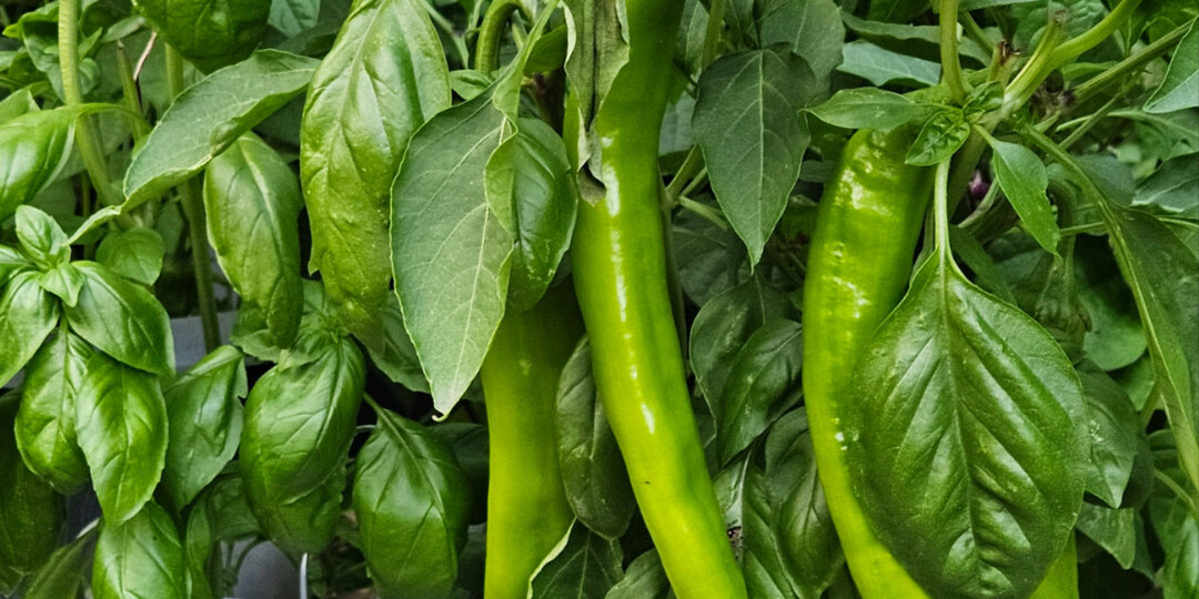 Перец и базилик по‑японски: зачем их сажают рядом и «делятся» ли они удобрениями