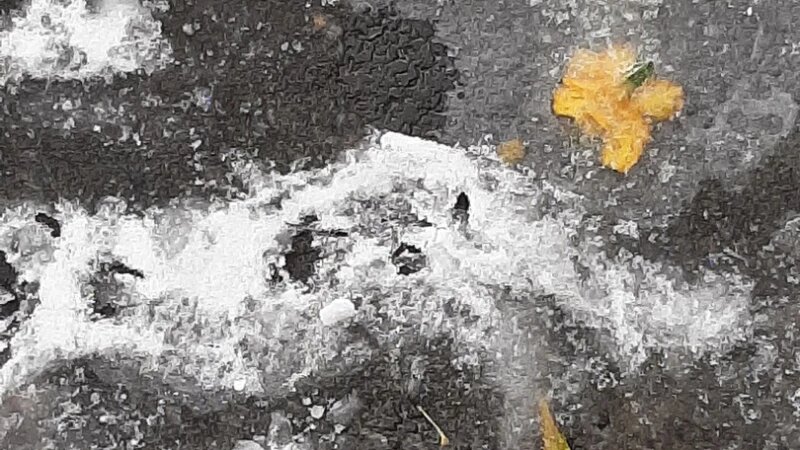     Последствия ледяного дождя. altapress.ru