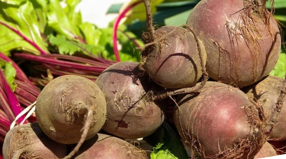 Почему не уродилась свекла: основные ошибки садоводов