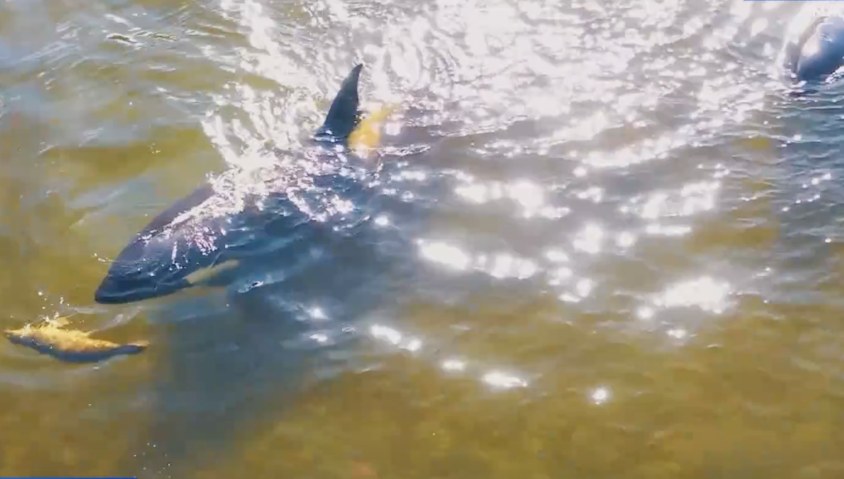 Фото: Косатки у берегов Магадана / Вести-Магадан