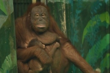    Фото и видео: Новосибирский зоопарк