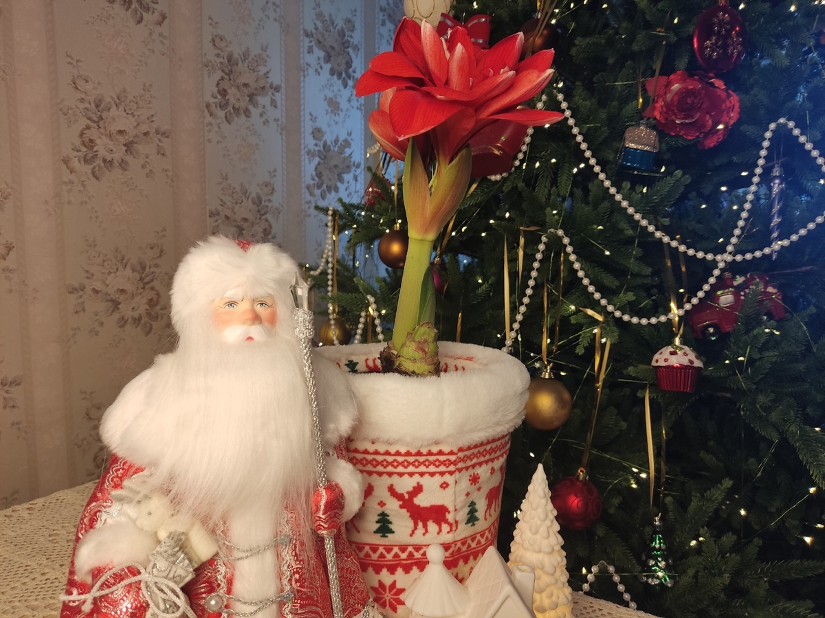 Ожидания от гиппеаструмов