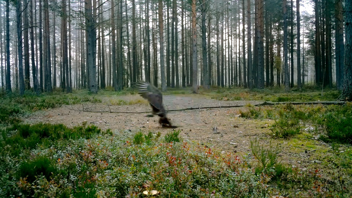    Павел Глазков