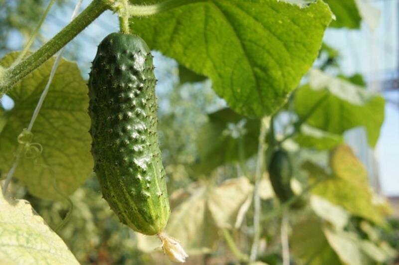    Иллюстрация фотобанка Ростовского отделения СЖР admin