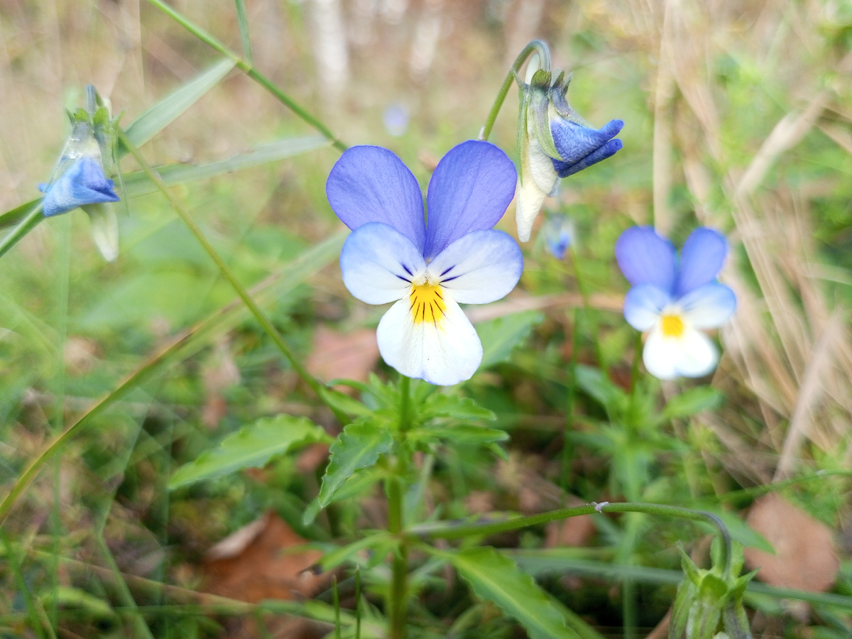 Лесные Анютины глазки. Фото автора.