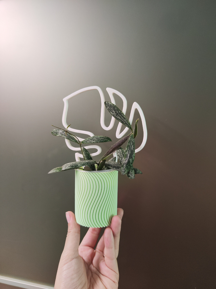 Hoya Sigillatis с опорой "Монстера мини" и в кашпо "Волна" салатового цвета 