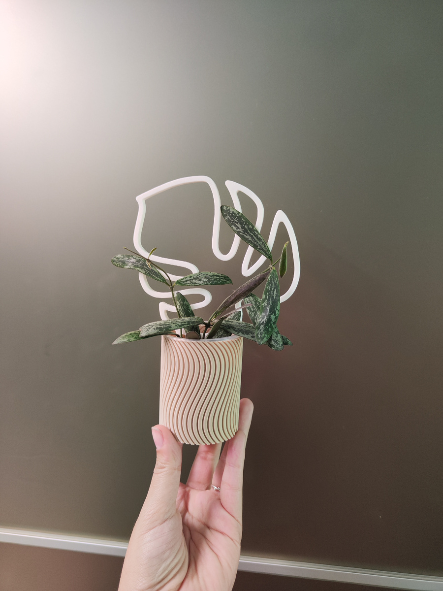 Hoya Sigillatis с опорой "Монстера мини" и в кашпо "Волна" бежевого цвета 