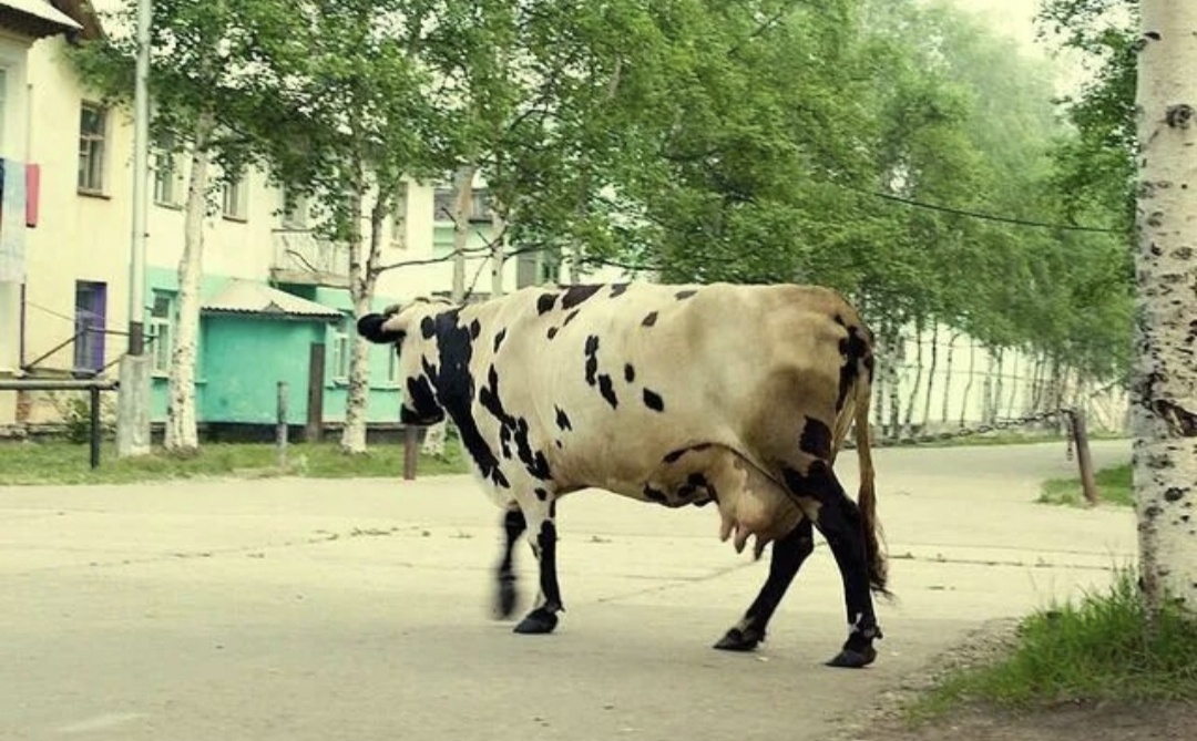 Фото - коровка в гарнизоне. Реальное фото, не монтаж. Фото из личного архива автора. 