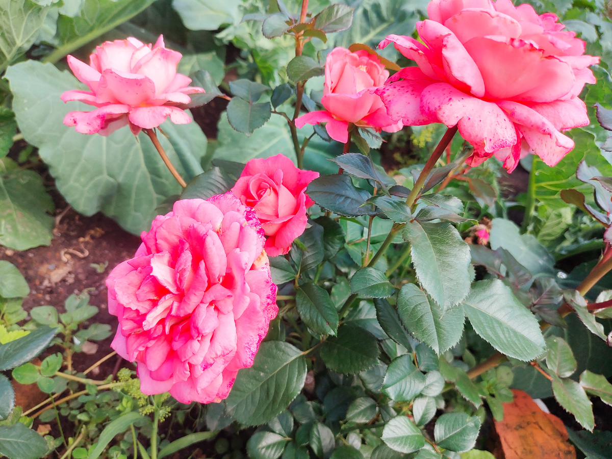 наши чайно-гибридные розы