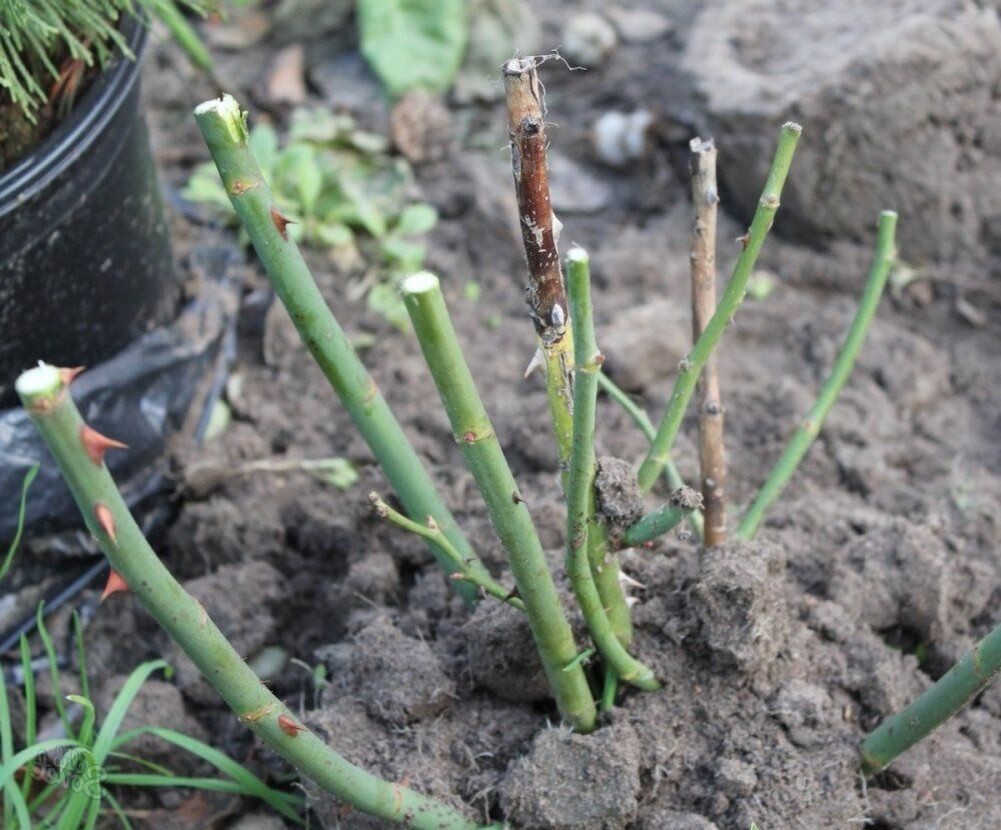 Окучивание торфом или землей.