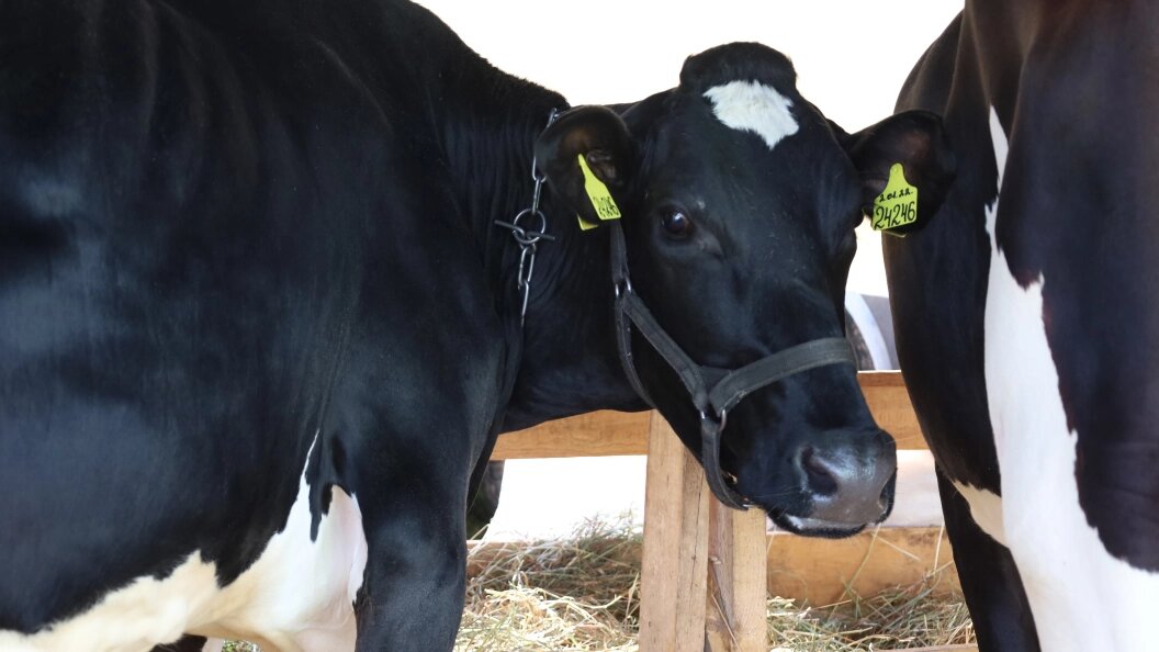    ФОТО: Elena Mayorova/Globallookpress