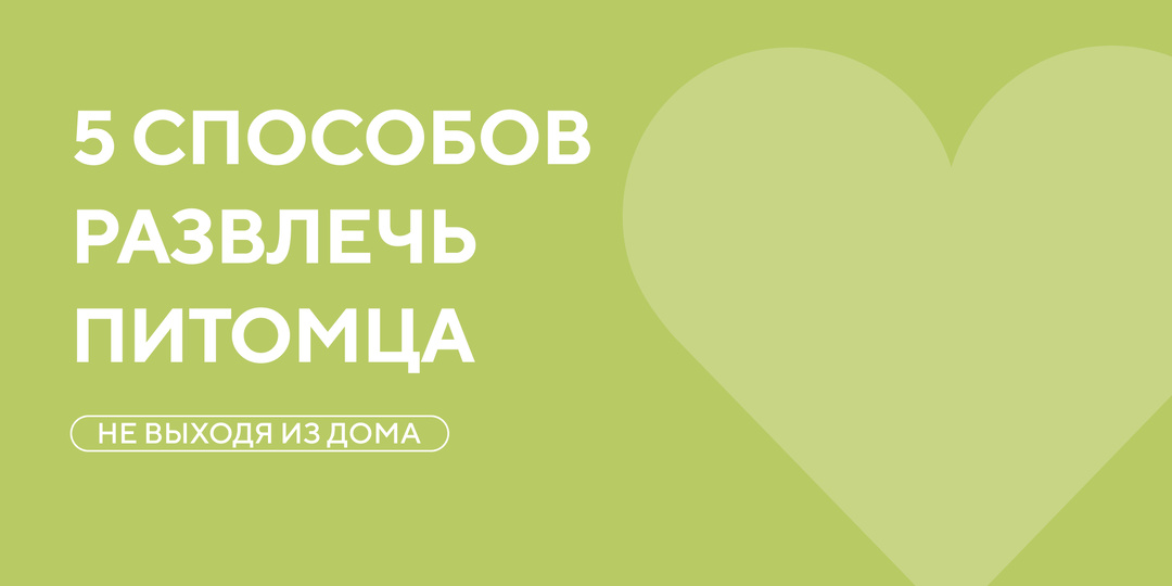 Скучно? Не, не слышали! Как развлечь питомца без единой игрушки.