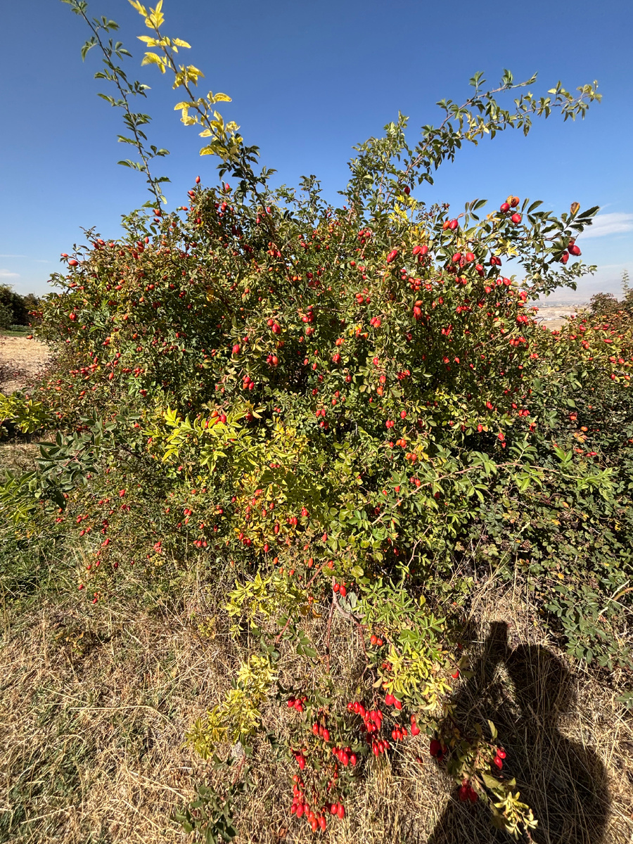 Шиповник. Фото автора